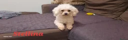Maltese cani in vendita:  Cucciola femmina - Annuncio 4