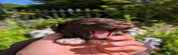 Lagotto cani in vendita: Cuccioli di Lagotto romagnolo con pedigree - Annuncio 4
