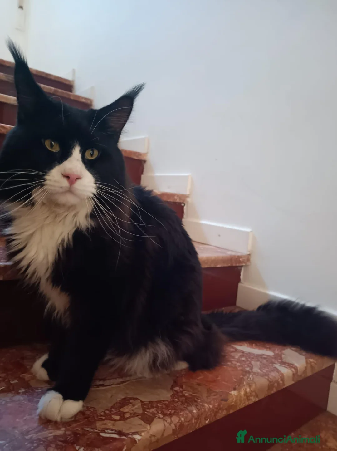 Maine Coon gatti in vendita: Cuccioli maine coon - Annuncio 5