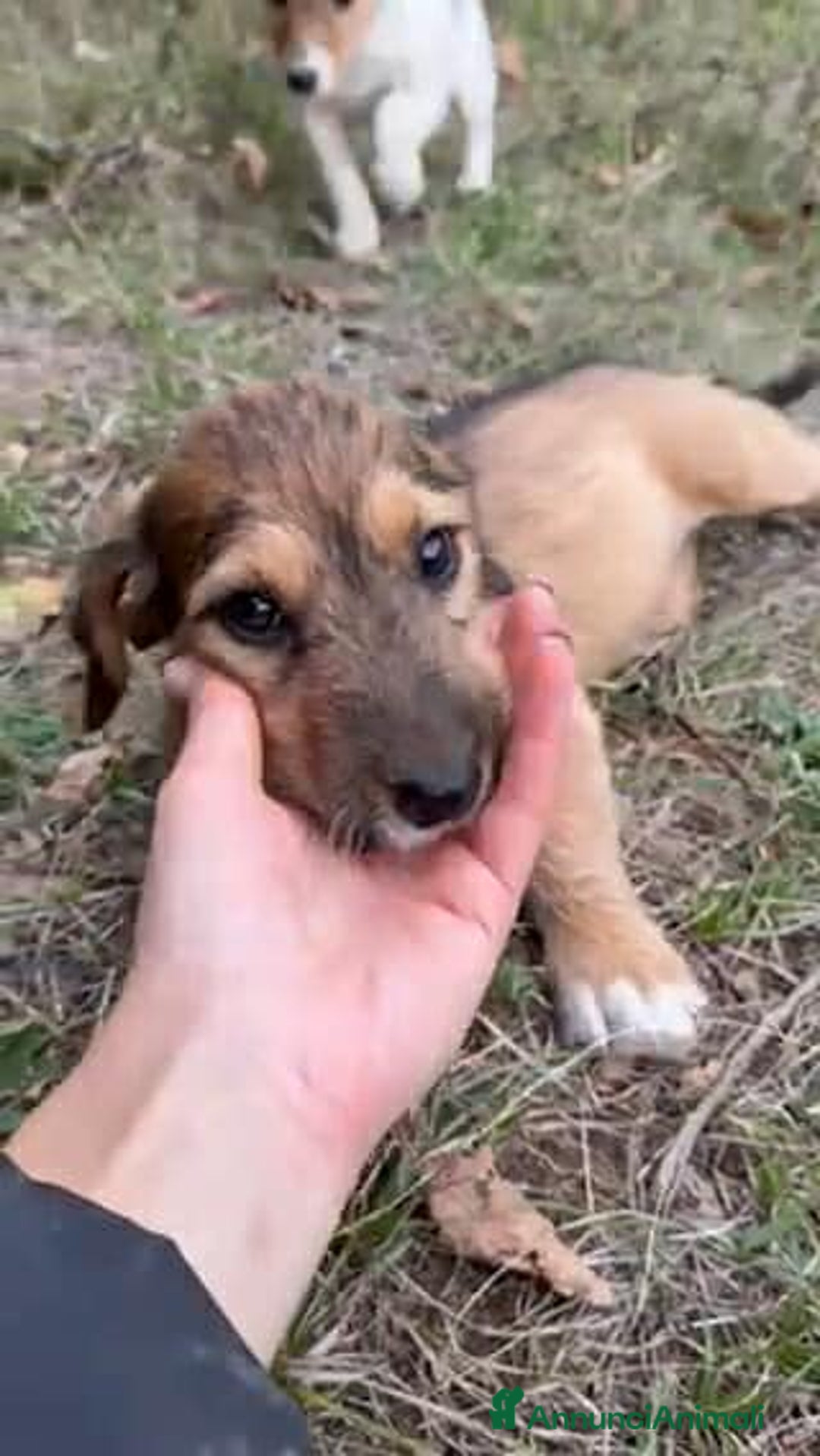 Meticcio cani in regalo: LUNA, dolcissima cucciola TG PICCOLA! Zampecorte - Annuncio 4