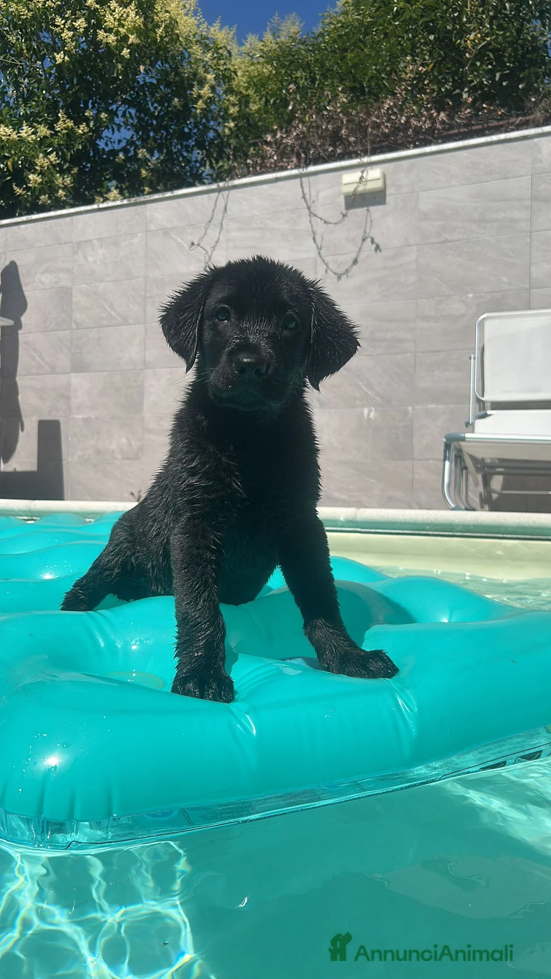 Labrador cani in vendita: Cucciola di Labrador Retriever  nera - Annuncio 3
