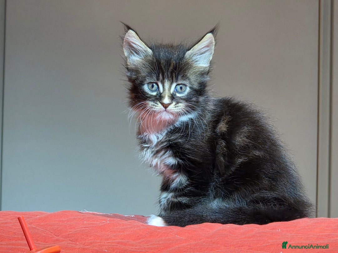 Maine Coon gatti in vendita: Vendo Cuccioli di Maine Coon - Annuncio 8