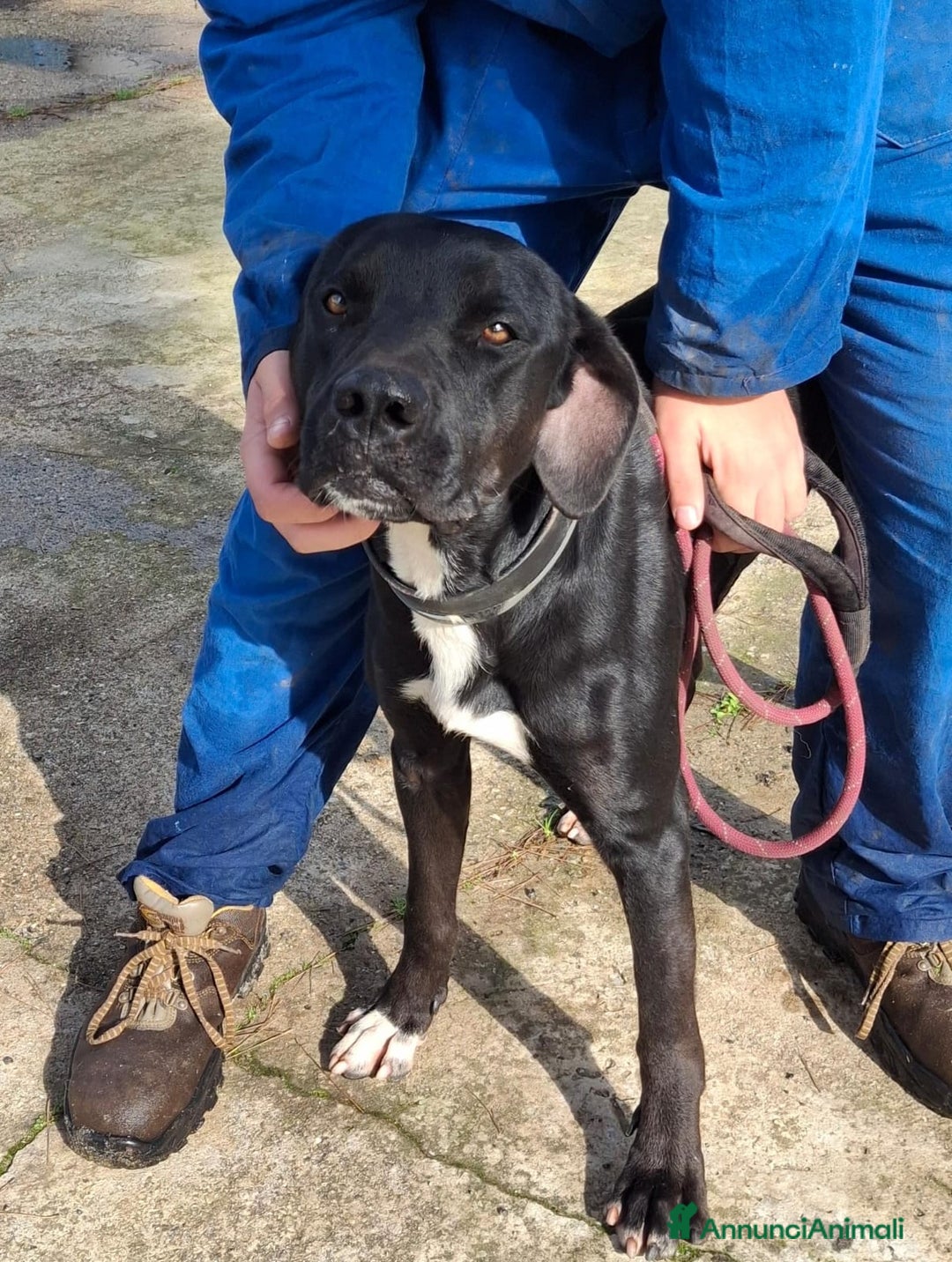Meticcio cani in regalo: BENNY 💙 - cuore d’oro, nessuno chiama per lui 😢 - Annuncio 4