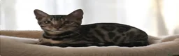 Bengala gatti in vendita: Gattina Bengala dolcissima  - Annuncio 3