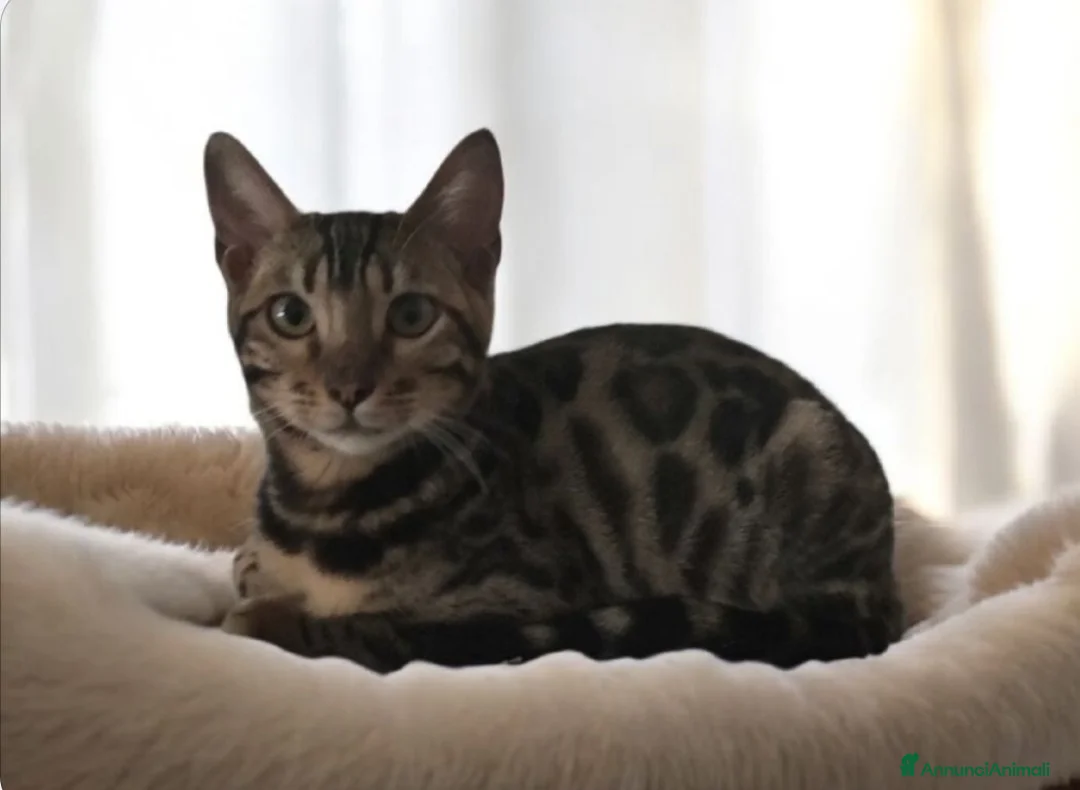 Bengala gatti in vendita: Gattina Bengala dolcissima  - Annuncio 3