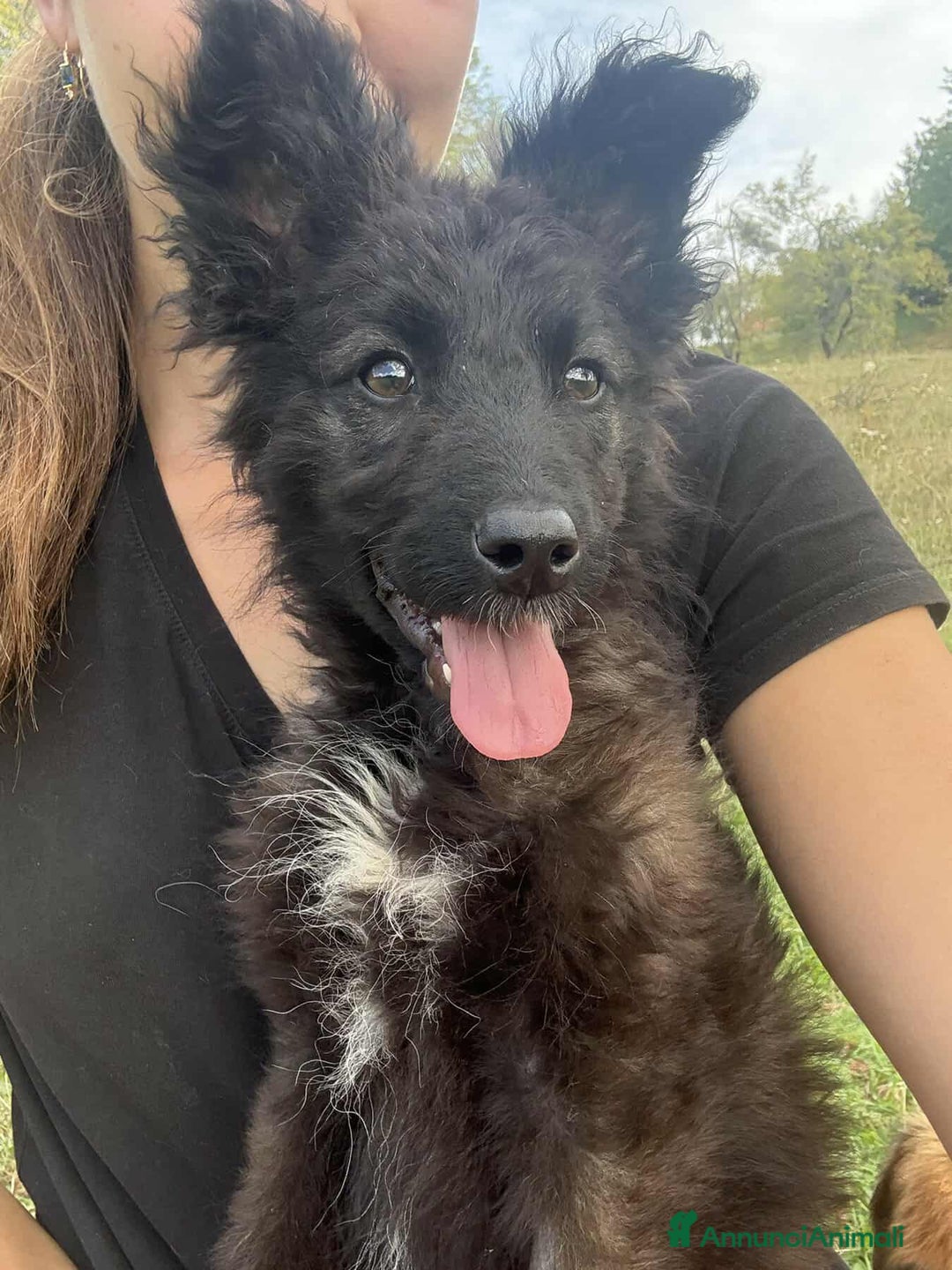 Meticcio cani in regalo: OMBRA, bellissima orsetta in nero! - Annuncio 3