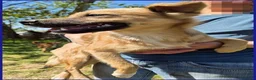 Meticcio cani in regalo: MIRA dagli occhi dolci una cucciolona a Provincia di Forlì-Cesena - Annuncio 8