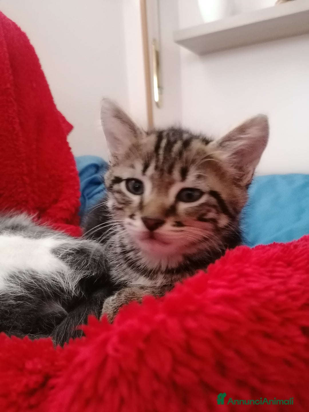 Ragdoll gatti in regalo: Micci dolcissimi - Annuncio 2