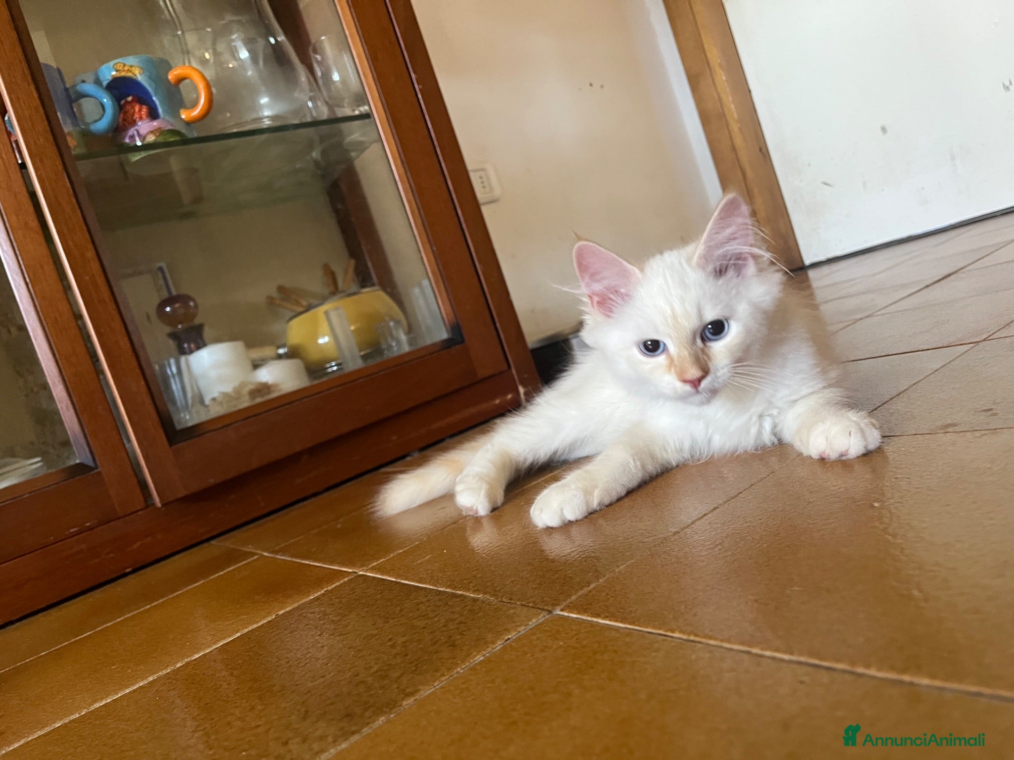 Siberiano gatti in vendita: vendesi cuccioli siberiani - Annuncio 1