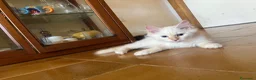 Siberiano gatti in vendita: vendesi cuccioli siberiani a Provincia di Arezzo - Annuncio 1