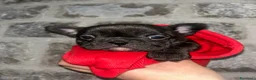 Bulldog Francese cani in vendita: baby bulldog francese  - Annuncio 7