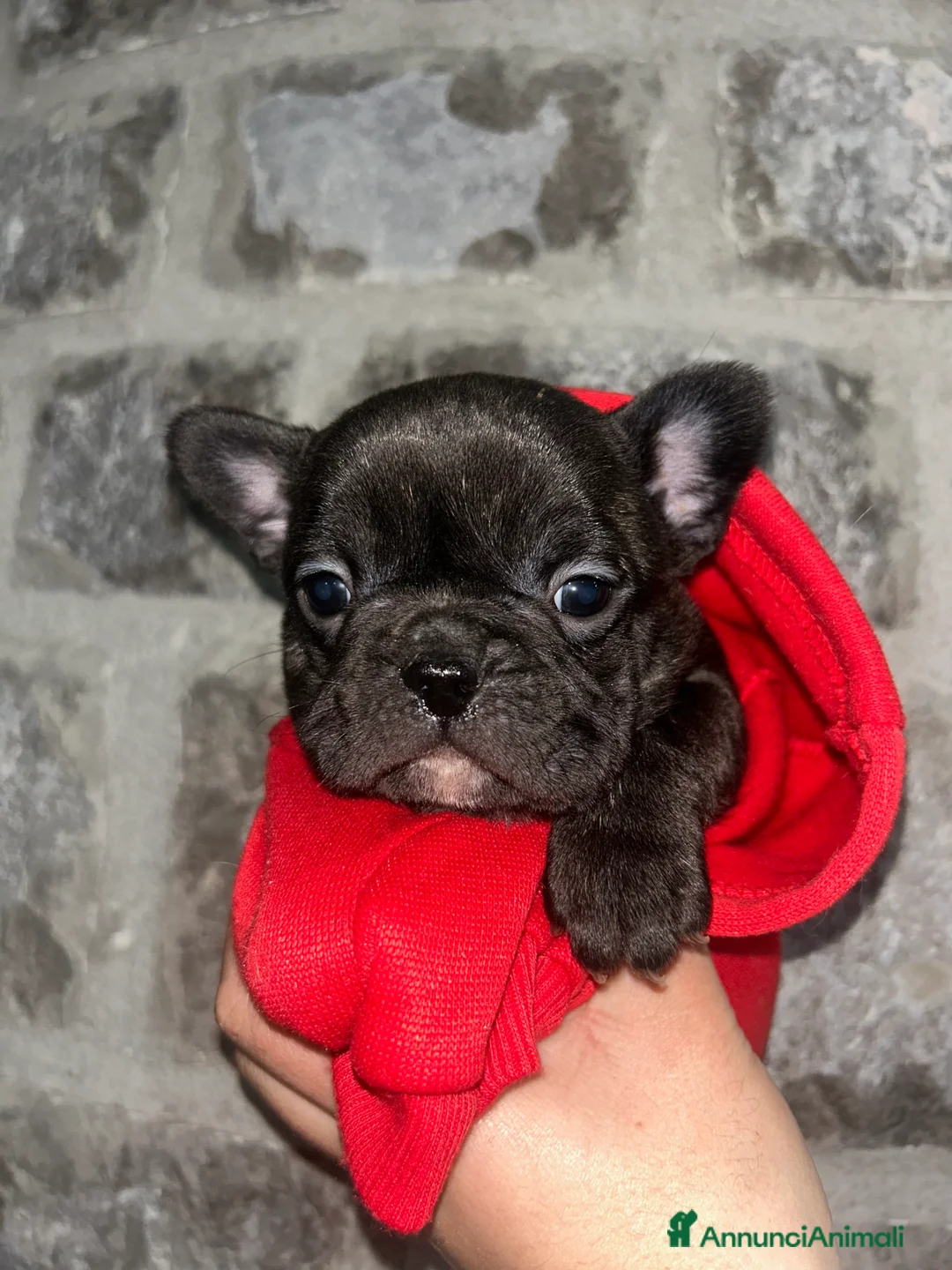 Bulldog Francese cani in vendita: baby bulldog francese  - Annuncio 7