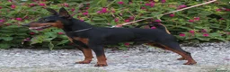 Pinscher Miniatura cani in vendita: Pinscher nano  - Annuncio 6