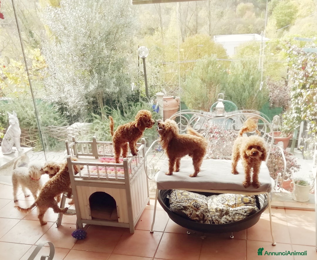 Immagine della galleria {{count}}