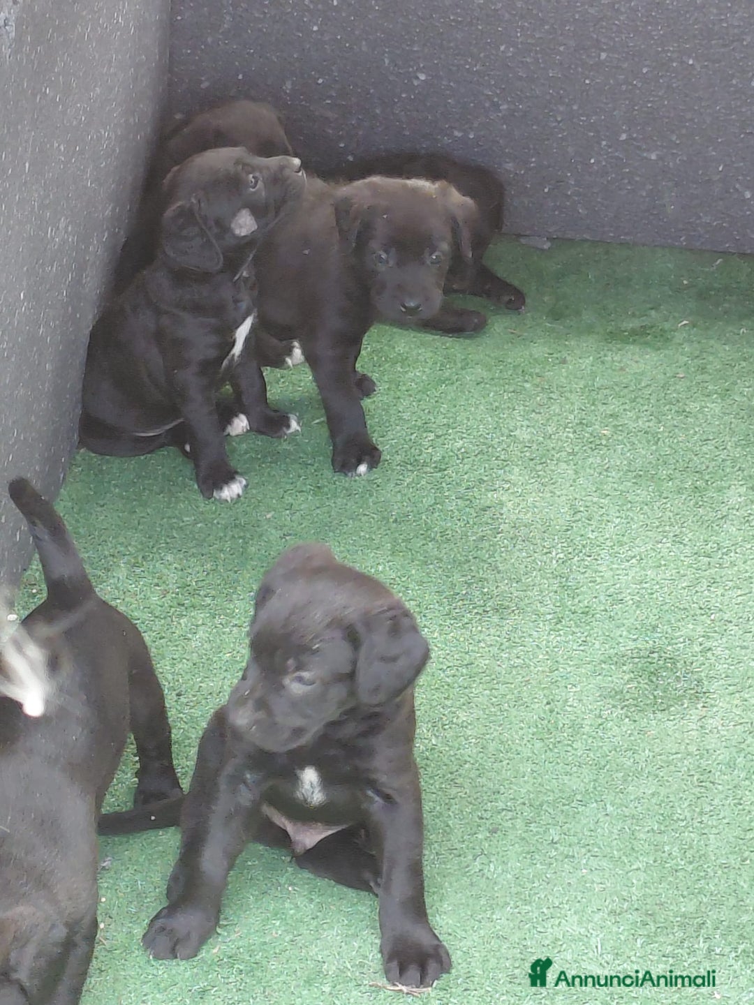 Cane Corso cani in vendita: Cuccioli  - Annuncio 5
