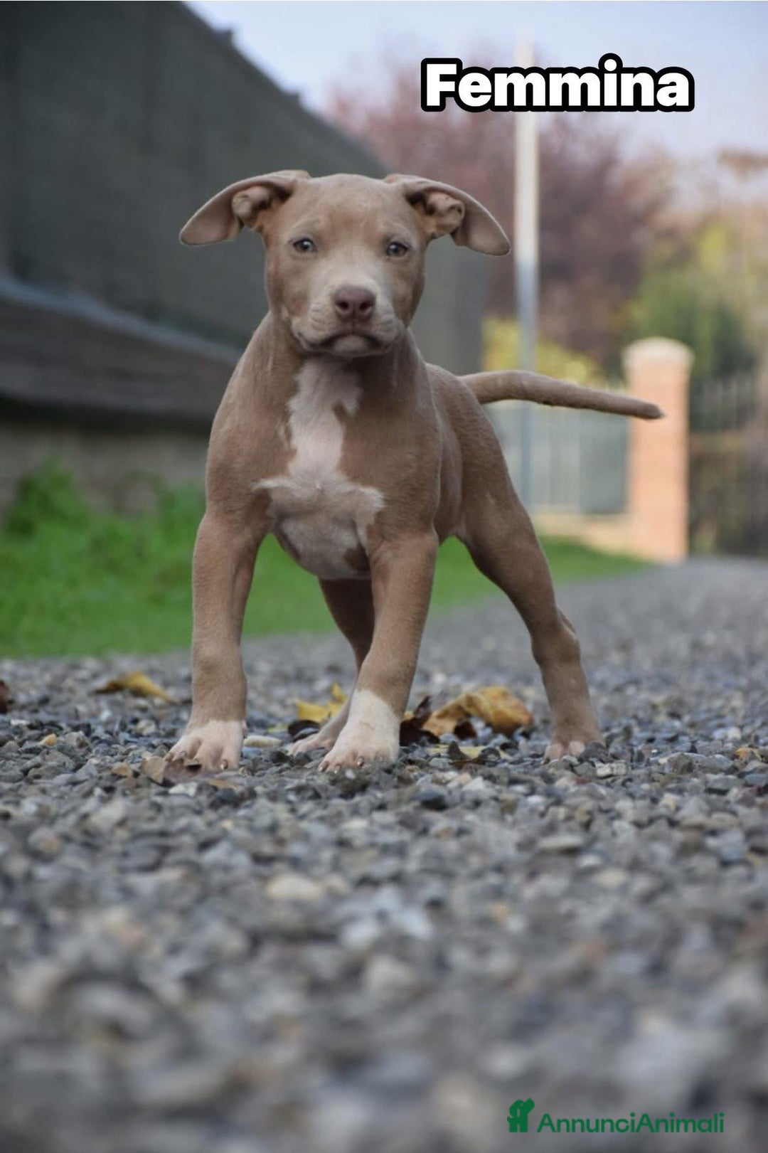 Pitbull cani in vendita: Allevamento professionale propone anche a rate - Annuncio 2