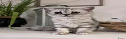 Scottish gatti in vendita:  Scottish silver / Lynx Point - Annuncio 5