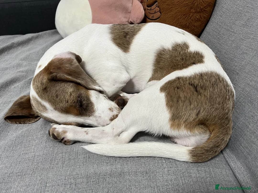 Bassotto cani per accoppiamento: Si ricerca bassotto maschio per monta. - Annuncio 6