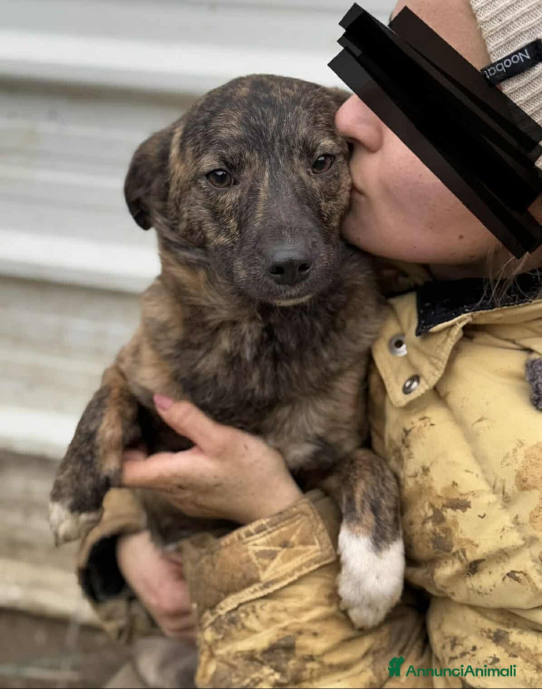 Meticcio cani in regalo: ALBA, TAGLIA PICCOLA cerca tante coccole! - Annuncio 1