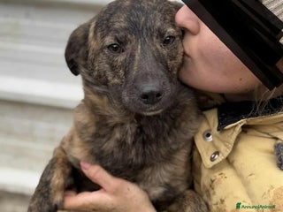 Meticcio cani ALBA, TAGLIA PICCOLA cerca tante coccole! - Annuncio 6