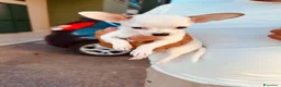 Chihuahua cani in vendita: Chihuauaua pelo corto - Annuncio 5