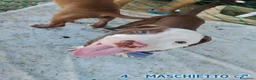 Pitbull cani in vendita: Cuccioli tipo Amstaff Pitbull  a Città metropolitana di Roma Capitale - Annuncio 2