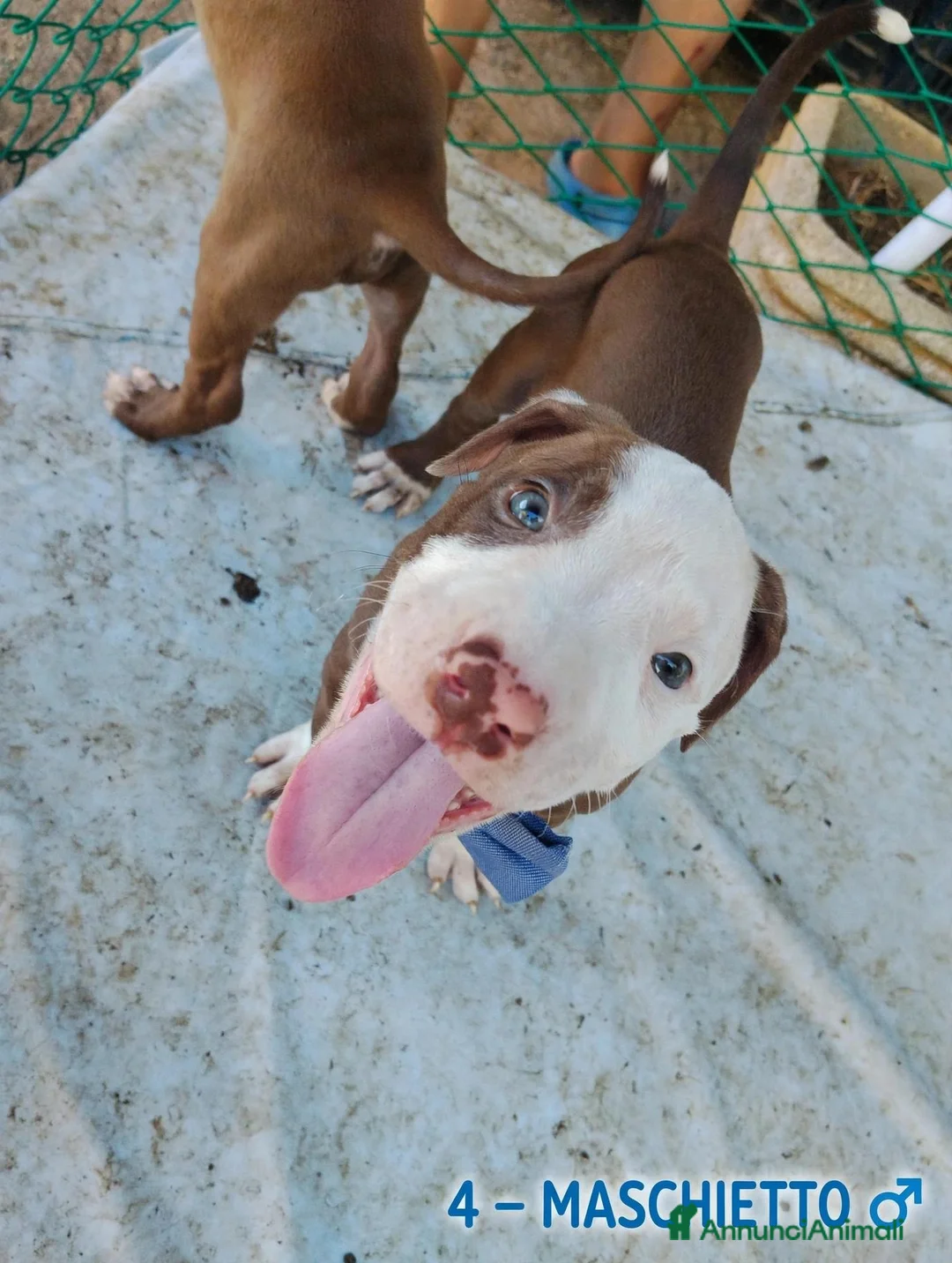 Pitbull cani in vendita: Cuccioli tipo Amstaff Pitbull  a Città metropolitana di Roma Capitale - Annuncio 2