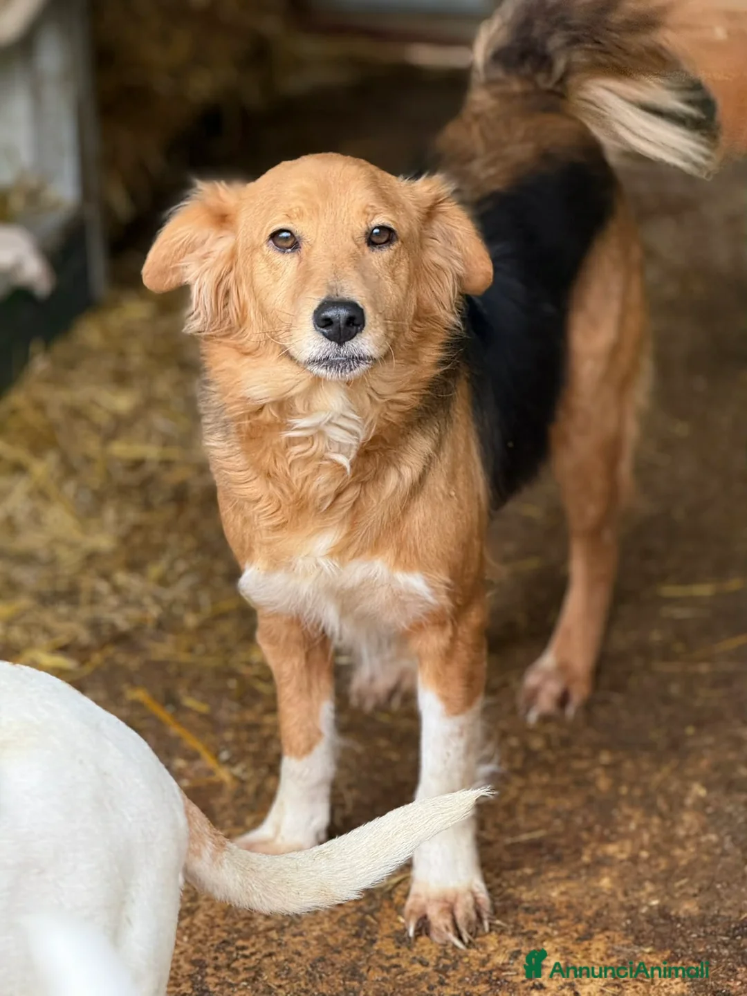 Meticcio cani in regalo: MINDY, dolcissima e super affettuosa! - Annuncio 1