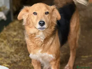 Meticcio cani MINDY, dolcissima e super affettuosa! - Annuncio 1