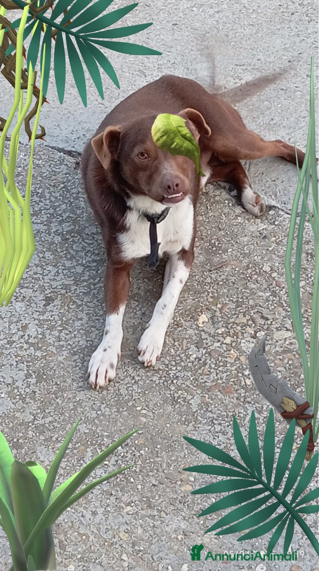 Meticcio cani in regalo: Cucciolo meticcio di 2 anni cerca casa, regalo🐾 a Provincia di Asti - Annuncio 2