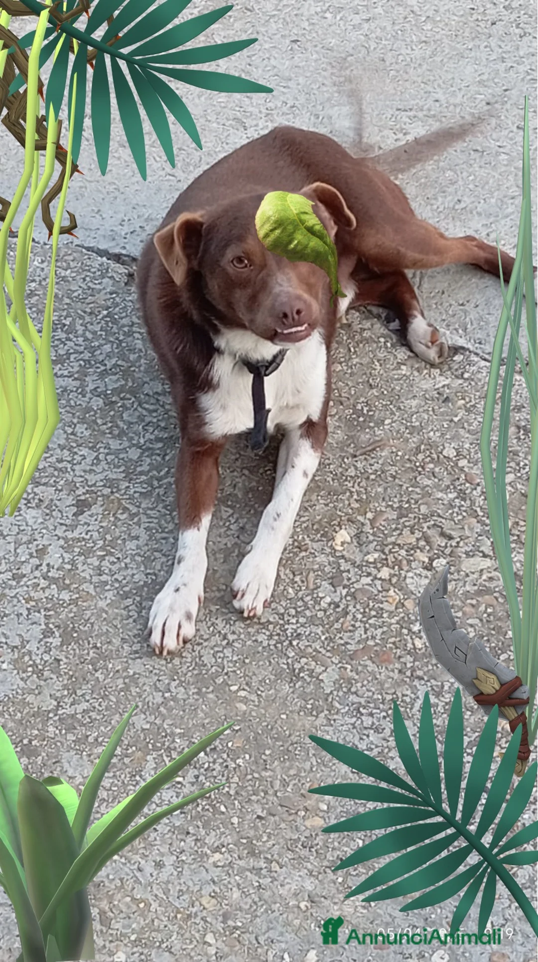 Meticcio cani in regalo: Cucciolo meticcio di 2 anni cerca casa, regalo🐾 a Provincia di Asti - Annuncio 3