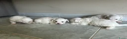 Maltese cani in vendita: Vendo maltesi - Annuncio 17