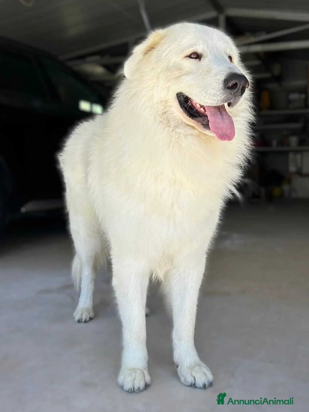 Pastore Maremmano cani in vendita: Pastore Maremmano Abruzzese - Alta Genealogia - Annuncio 4