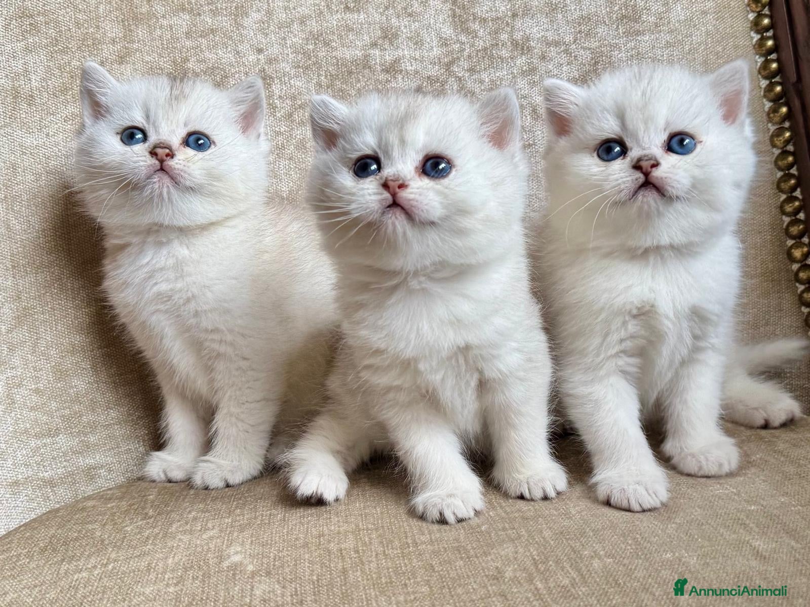 British gatti Gattini di razza British Shorthair  - Annuncio 7