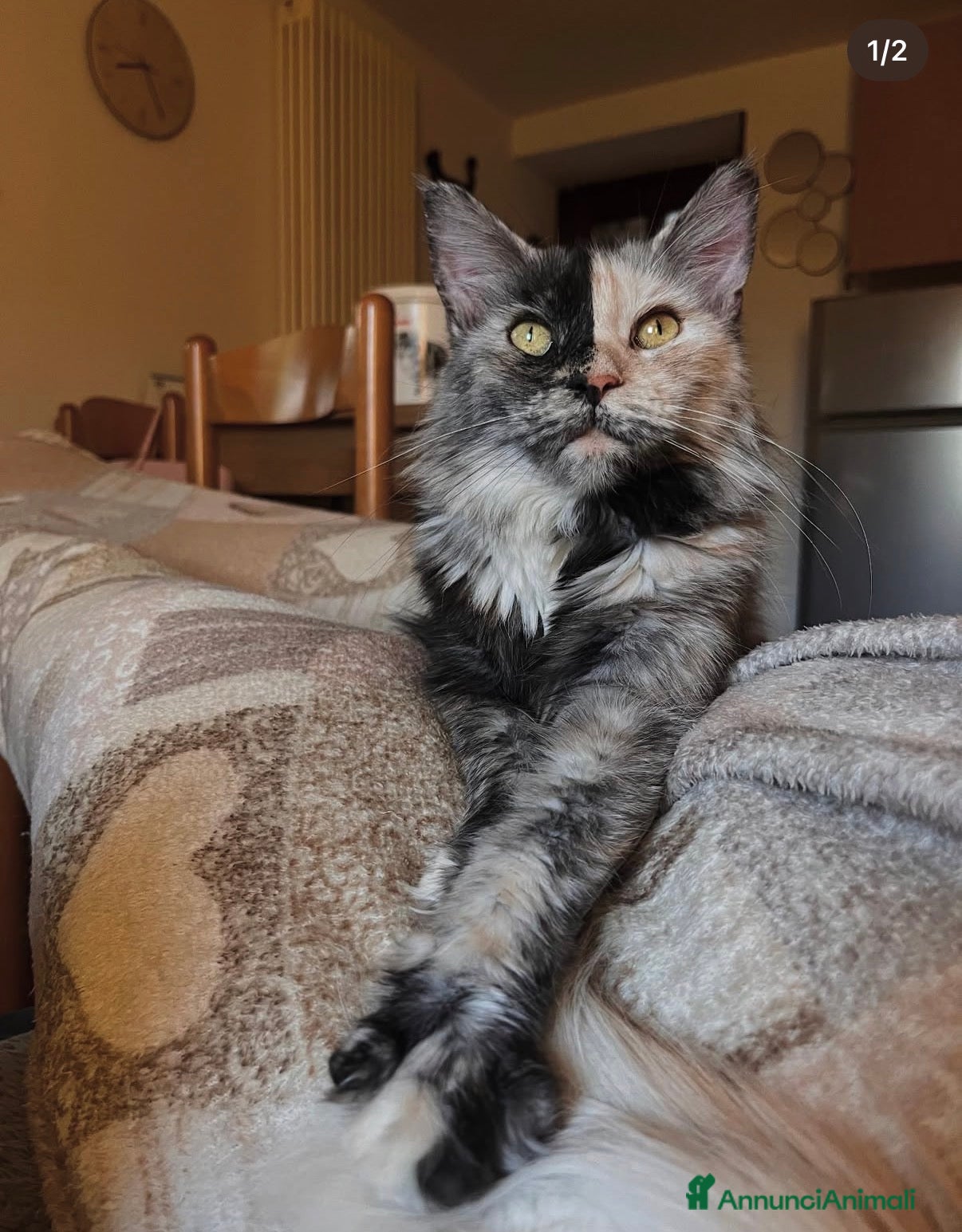 Maine Coon gatti Stupendi Maine coon  - Annuncio 8