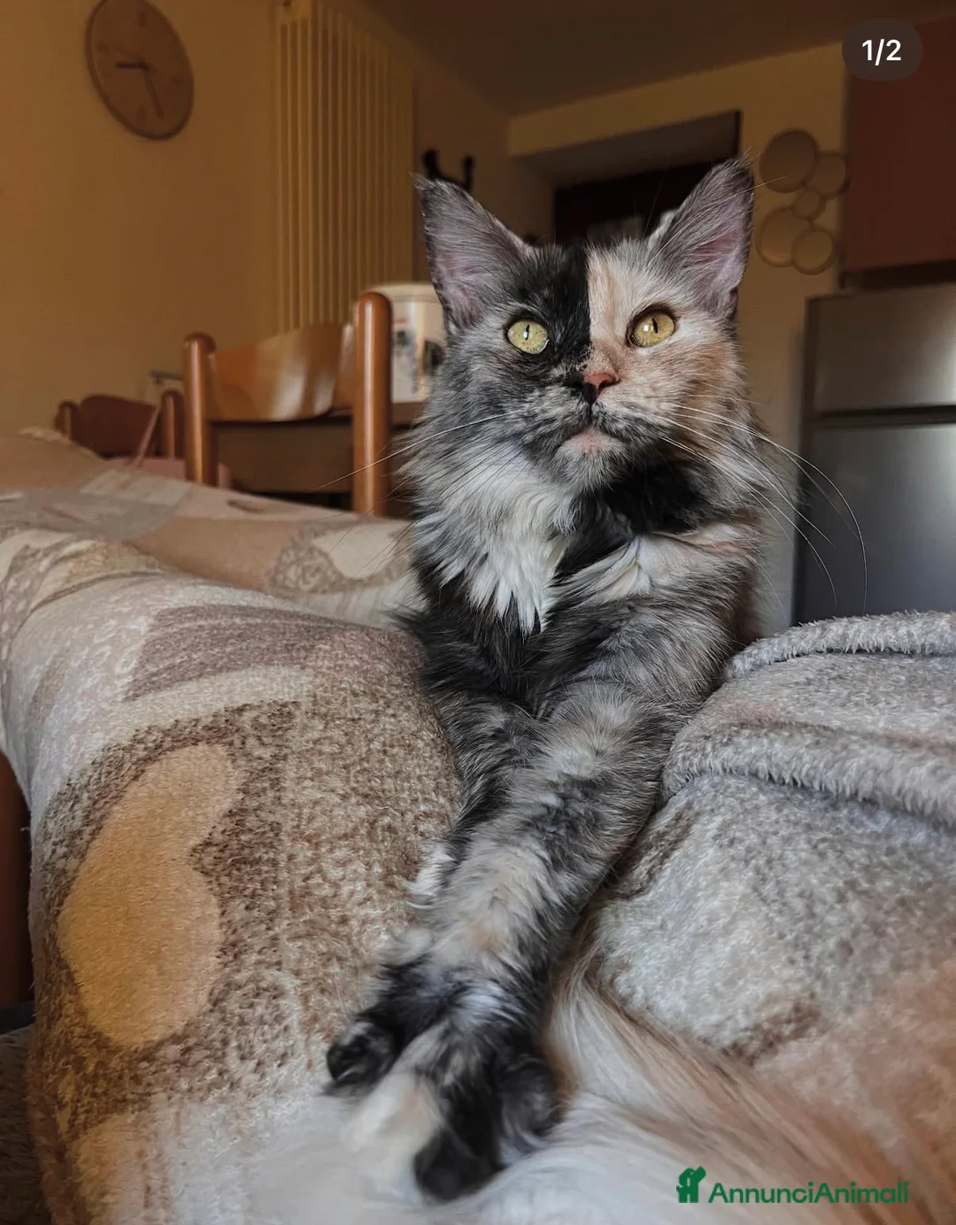 Maine Coon gatti in vendita: Stupendi Maine coon  - Annuncio 1