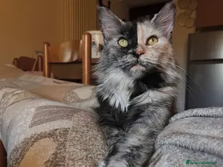 Maine Coon gatti Stupendi Maine coon - Annuncio 8