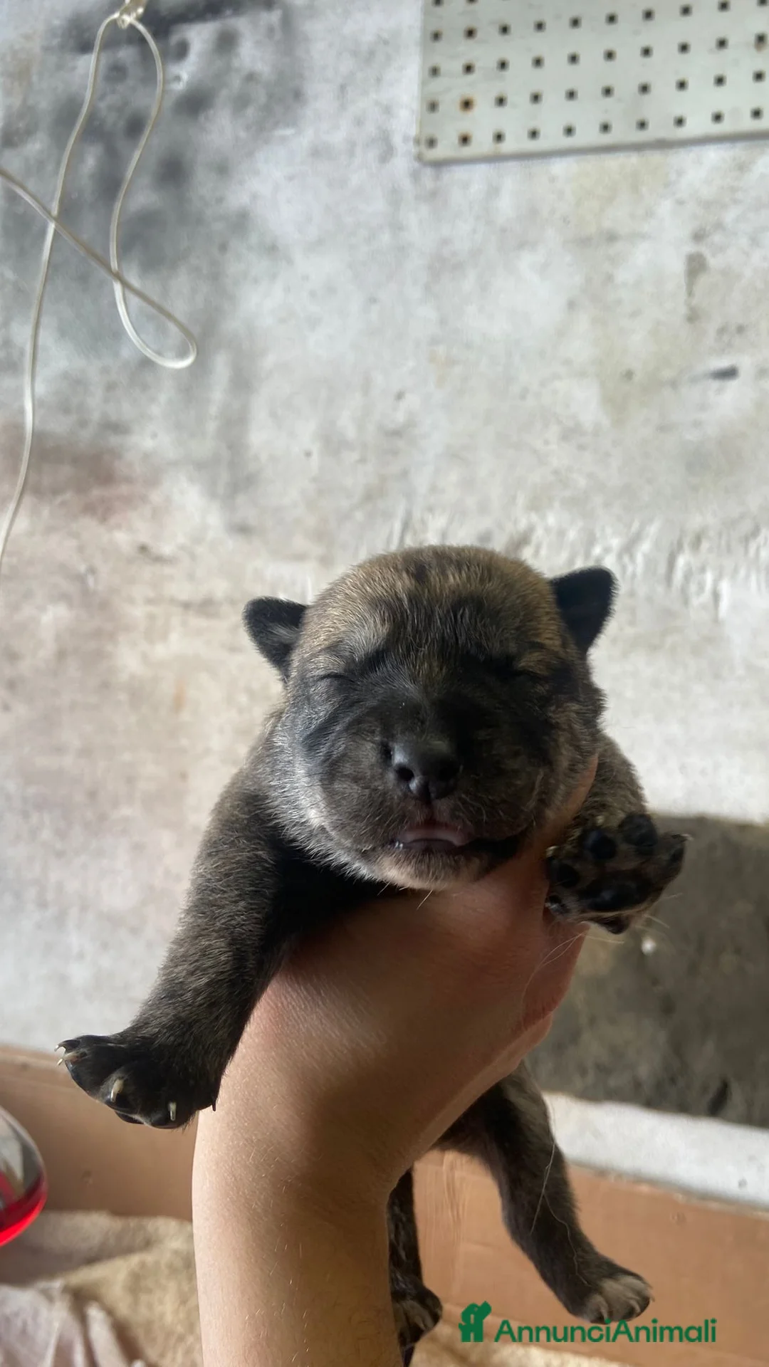 Meticcio cani in regalo: Regalo cuccioli cane - Annuncio 10