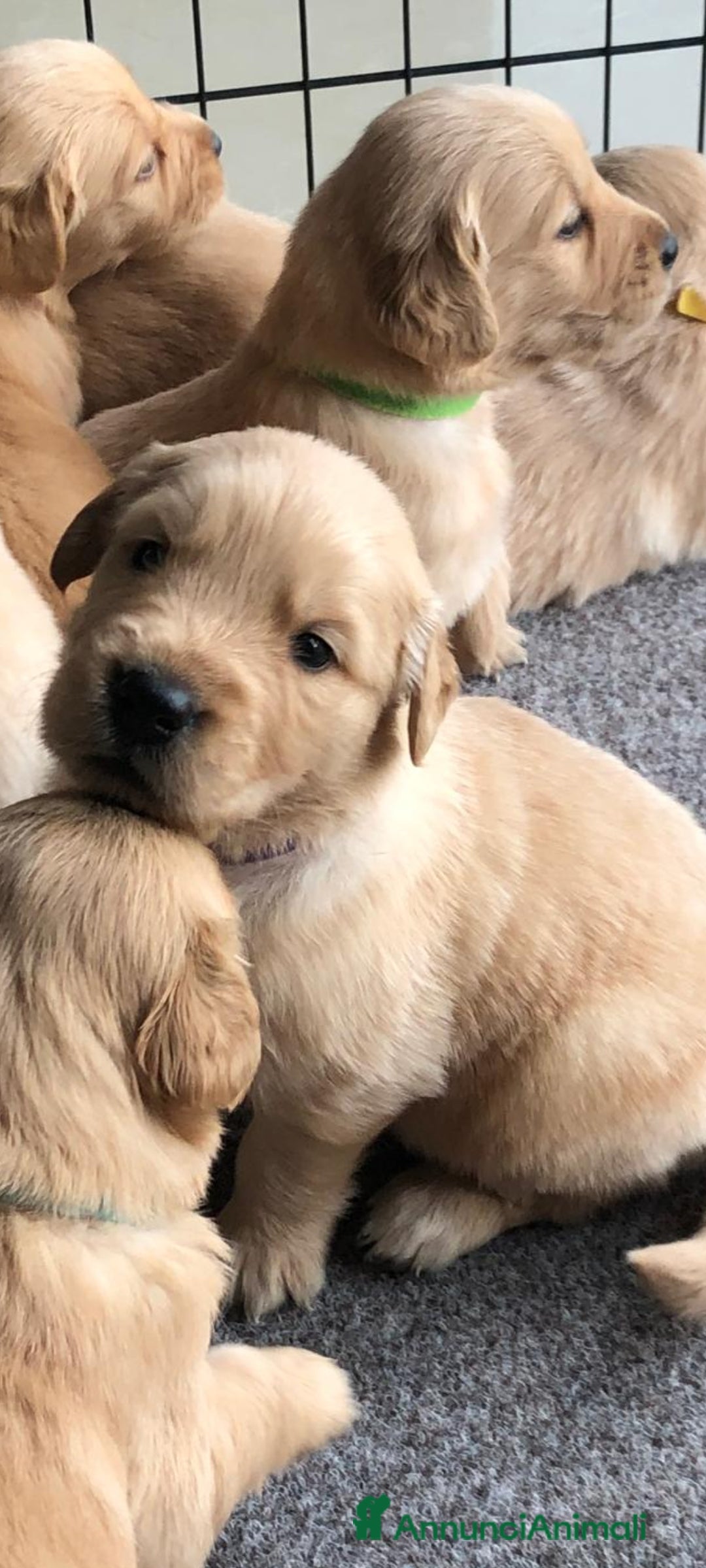 Golden Retriever cani in vendita: Cuccioli Golden angloamericani  - Annuncio 3