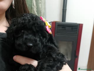 Barboncino cani Barboncino - Annuncio 7