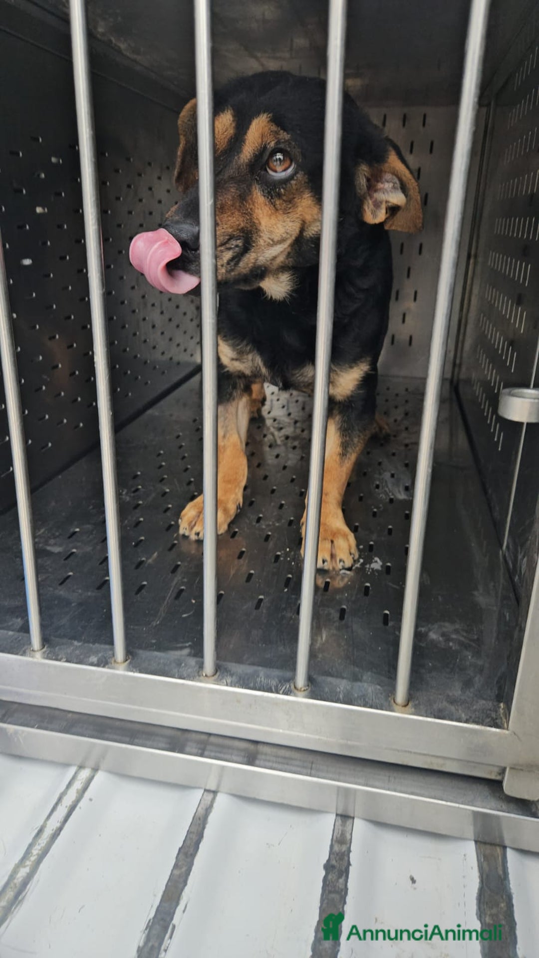 Meticcio cani in regalo: Ralph: taglia piccola socievole affettuoso  - Annuncio 7