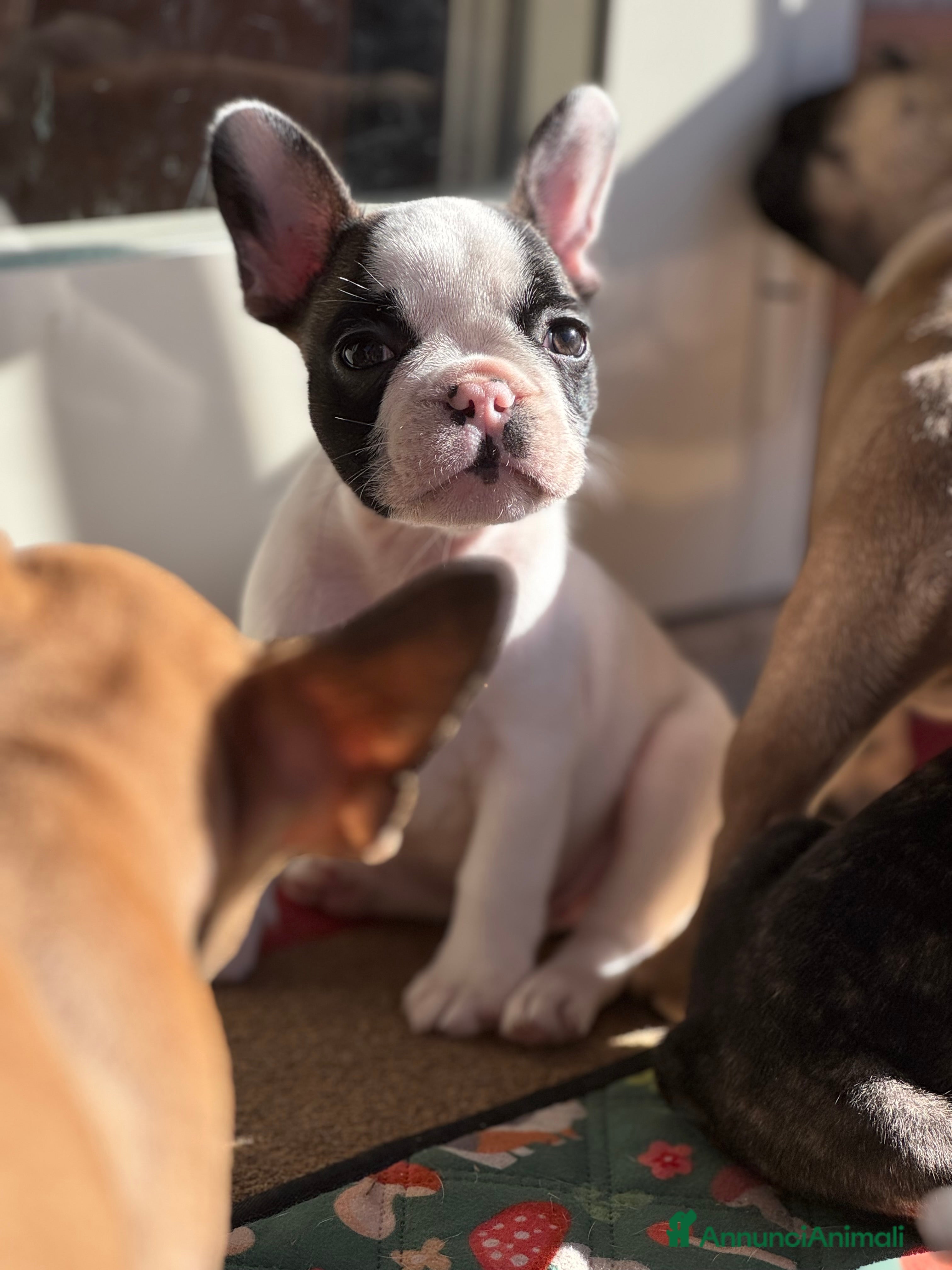 Bulldog Francese cani Cuccioli selezionati di bulldog francese - Annuncio 4