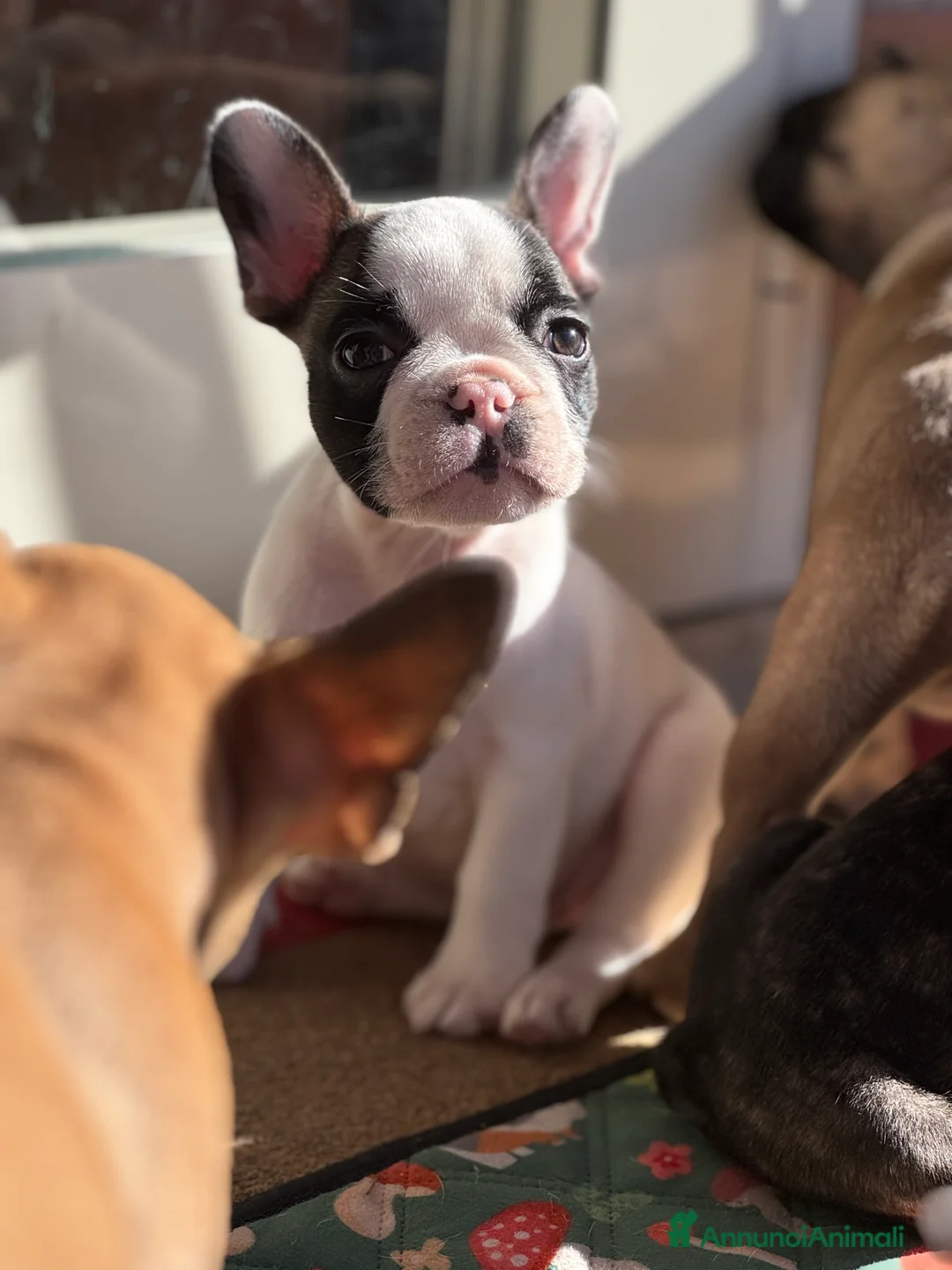 Bulldog Francese cani in vendita: Cuccioli selezionati di bulldog francese - Annuncio 1