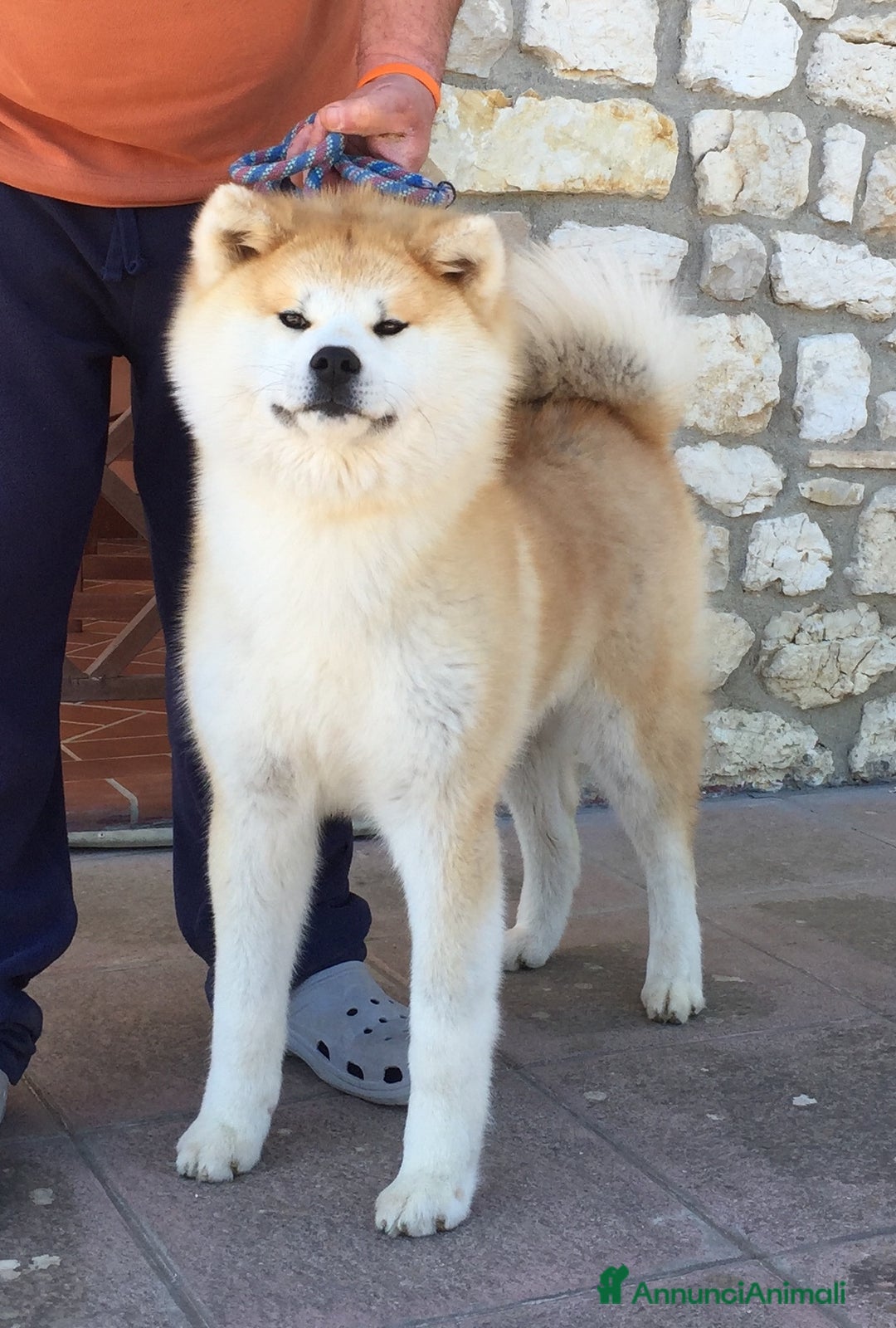 Akita Inu cani in vendita: Ultima Cucciola Femmina disponibile  - Annuncio 6