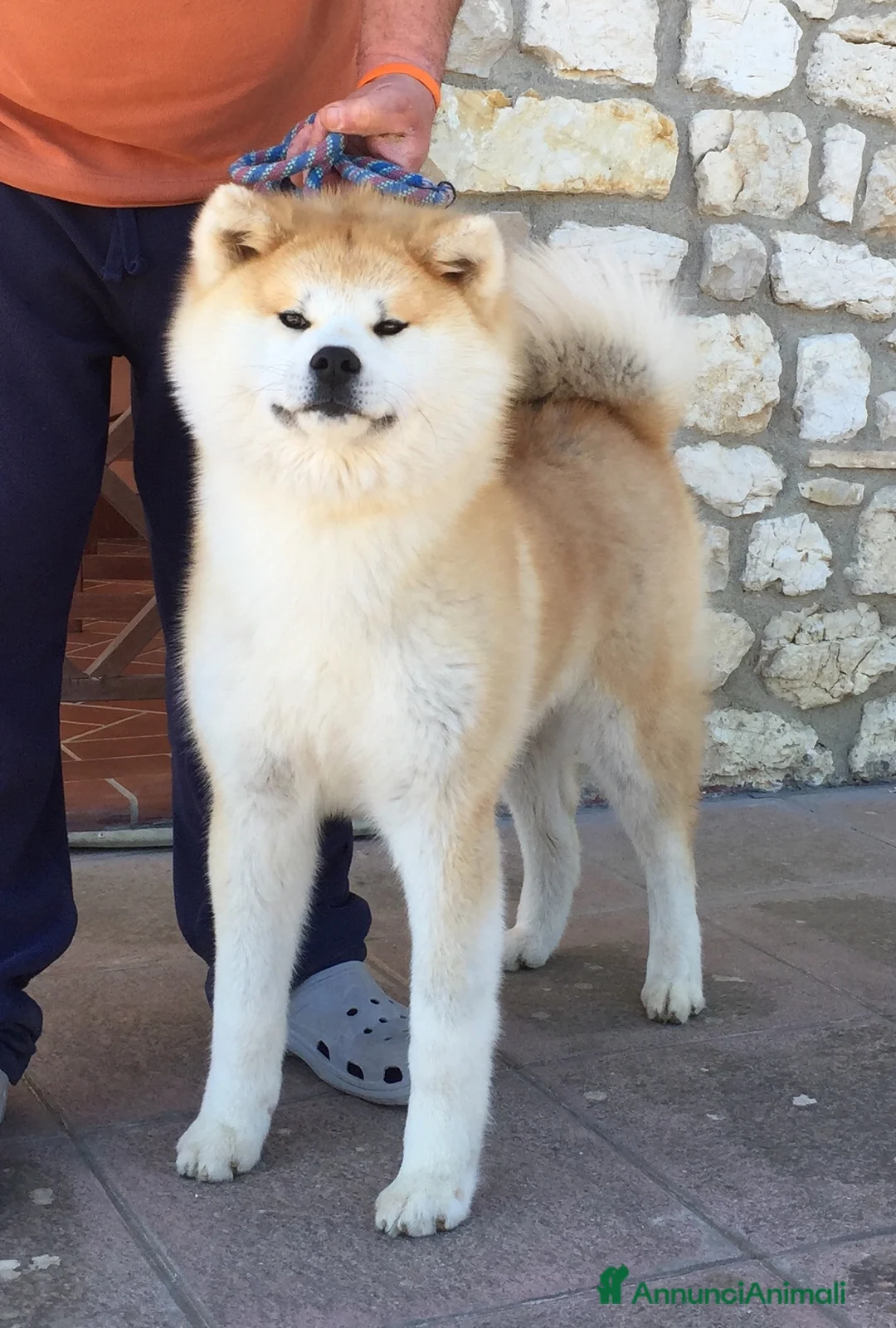 Akita Inu cani in vendita: Ultima Cucciola Femmina disponibile  - Annuncio 6