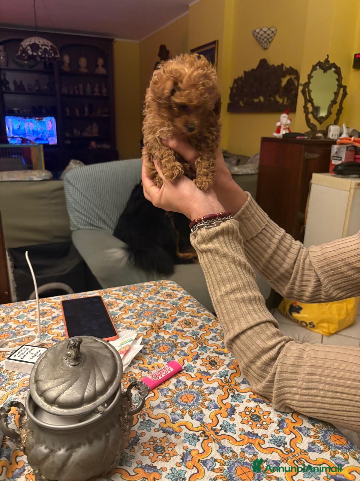 Barboncino cani Barboncina mini toy - Annuncio 8