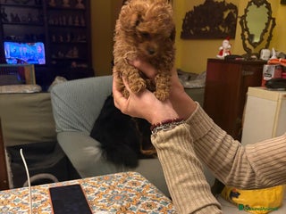 Barboncino cani Barboncina mini toy - Annuncio 1