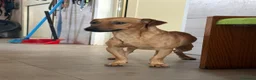 Meticcio cani in regalo: PippOtto  - Annuncio 3