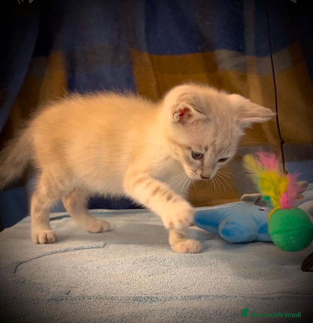 Siamese gatti in regalo: Gattino occhi azzurri incrocio siamese a Metropolitan City of Rome Capital - Immagine 8