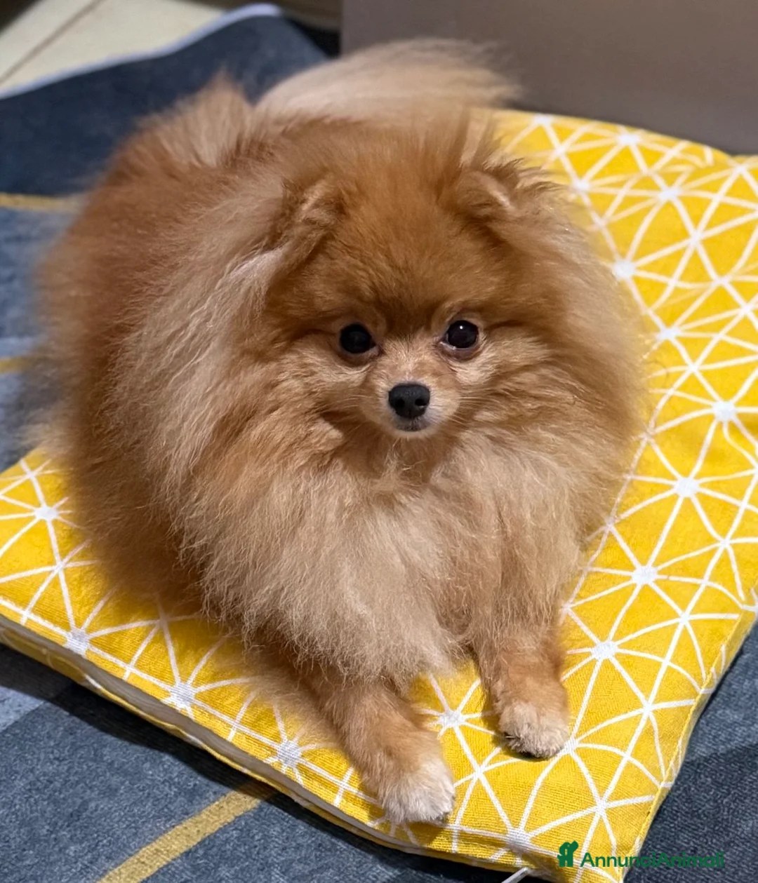 Spitz cani in vendita: Vendesi cucciolo di Pomerania femmina. - Annuncio 1